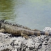 iguana_green_tf_gc_h_0077_cay0994.jpg